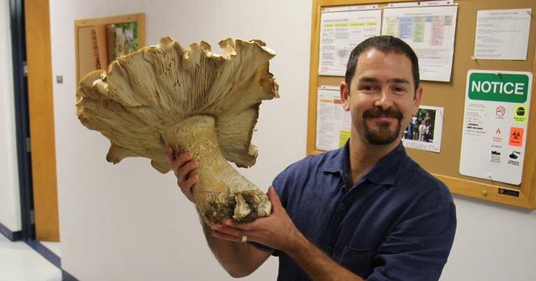 Fungi expert Matthew Smith with a Macrocybe titans mushroom.